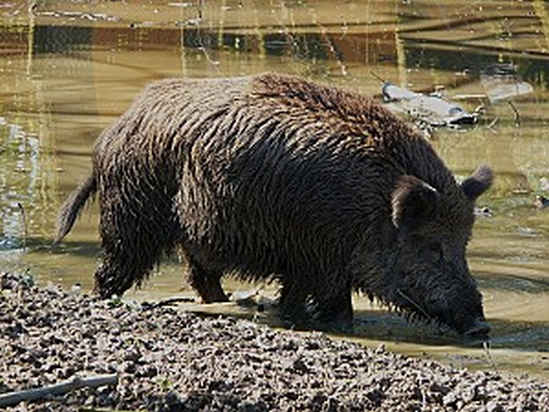 Cinghiale nel torrente - Sus Scrofa